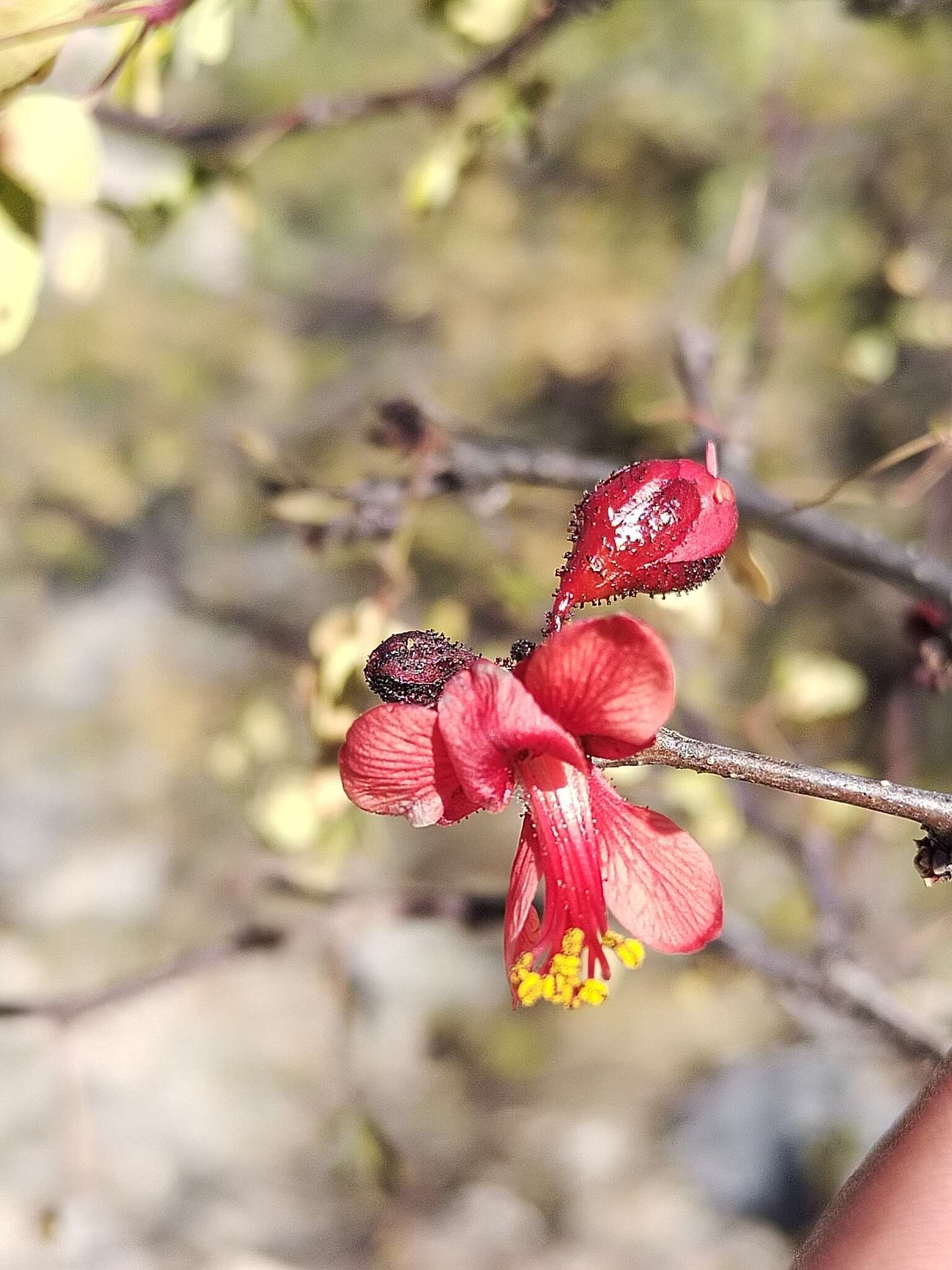 Image of <i>Erythrostemon melanadenius</i>