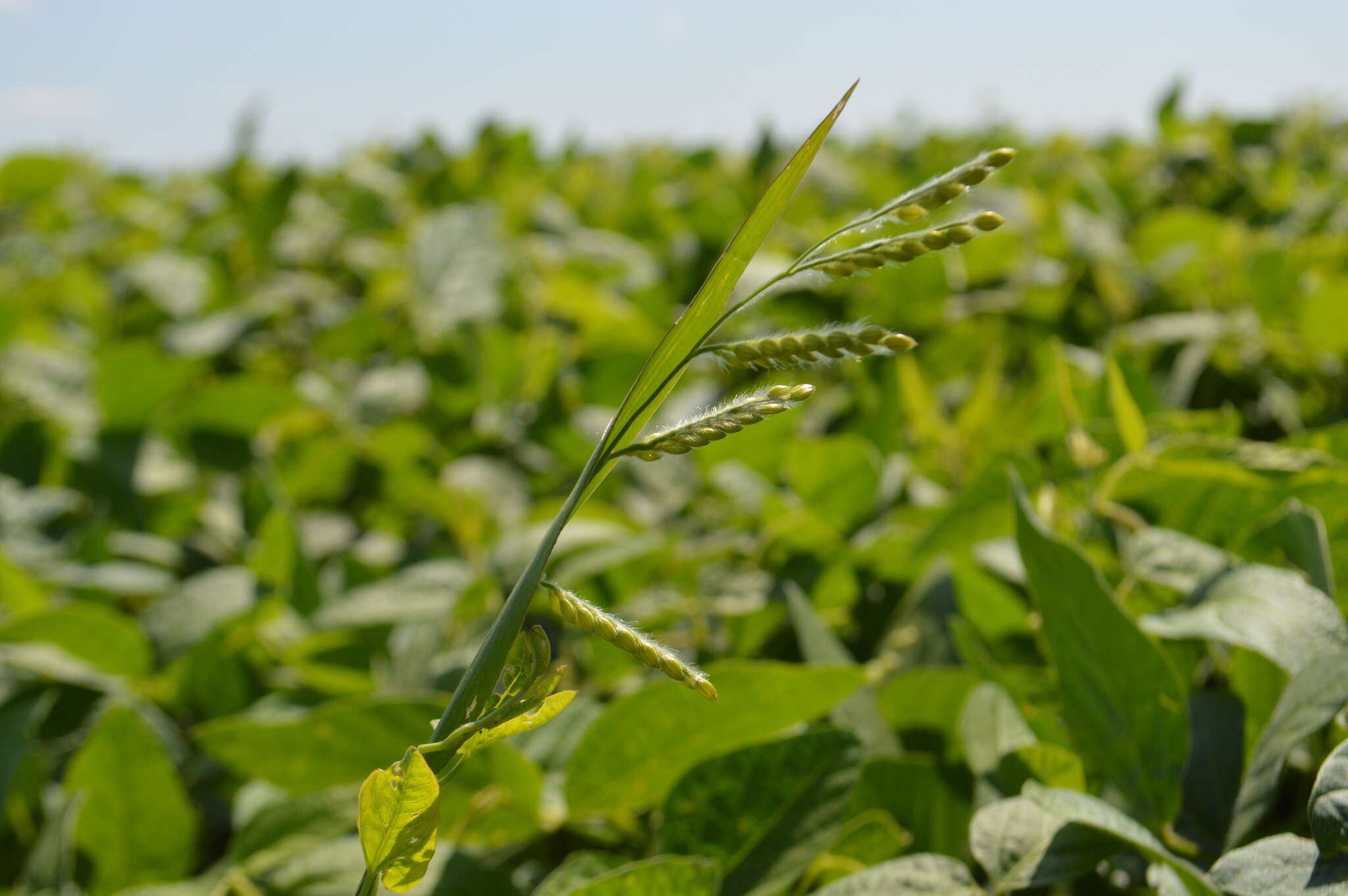 Image of hairy cupgrass