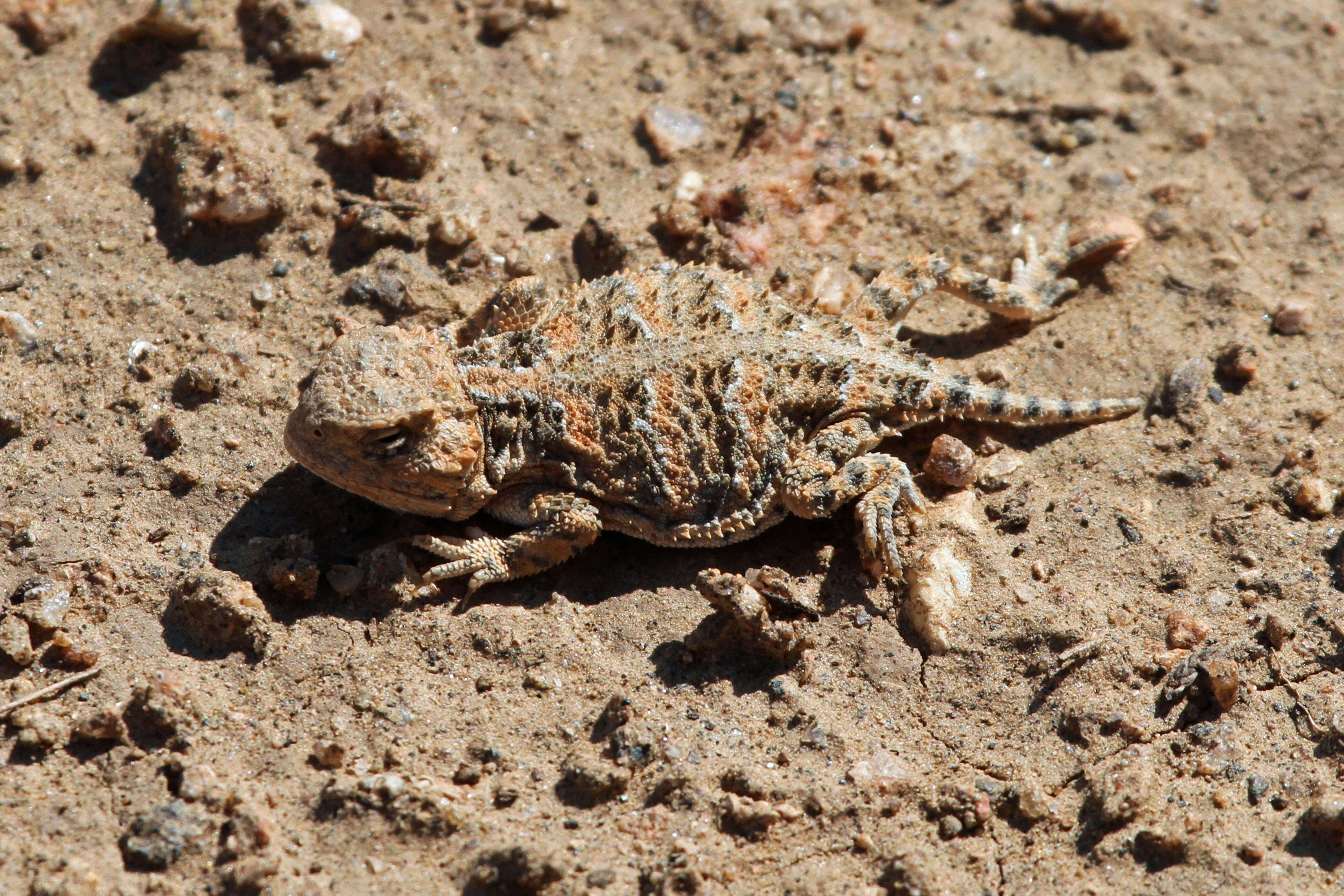 Image of Greater Short-horned Lizard