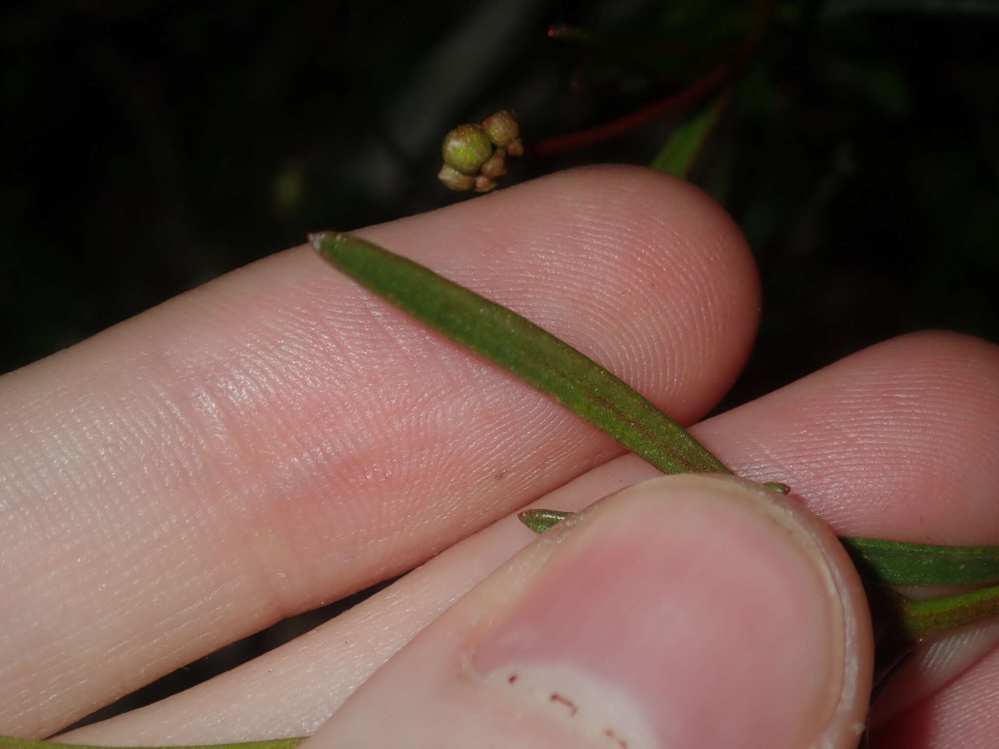 Image of Granite Boronia