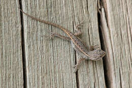 Image of Eastern Fence Lizard