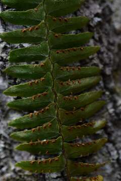 Image of Streamside Sword Fern