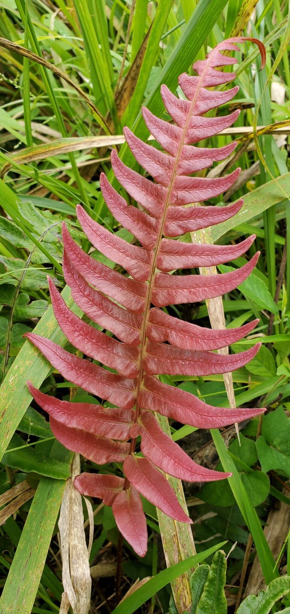 Sivun Blechnum occidentale L. kuva