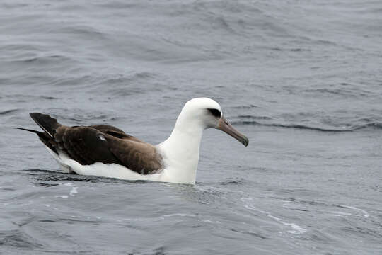 Image of Laysan Albatross