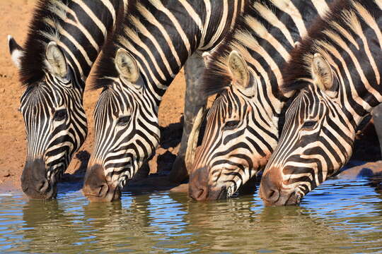 Image of Burchell's zebra