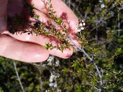 صورة Kunzea tenuicaulis de Lange