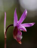 Image of calypso orchid