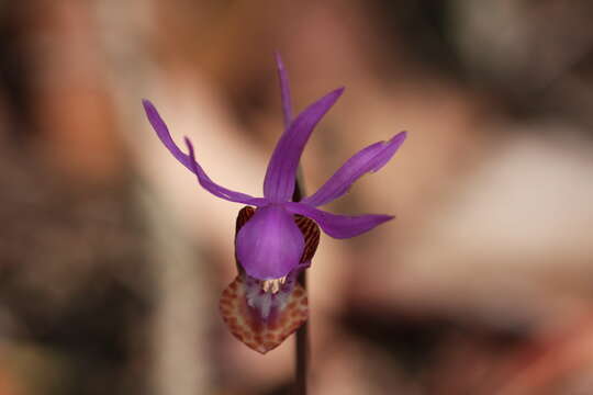 Image of calypso orchid