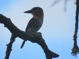 Image of Caatinga Puffbird