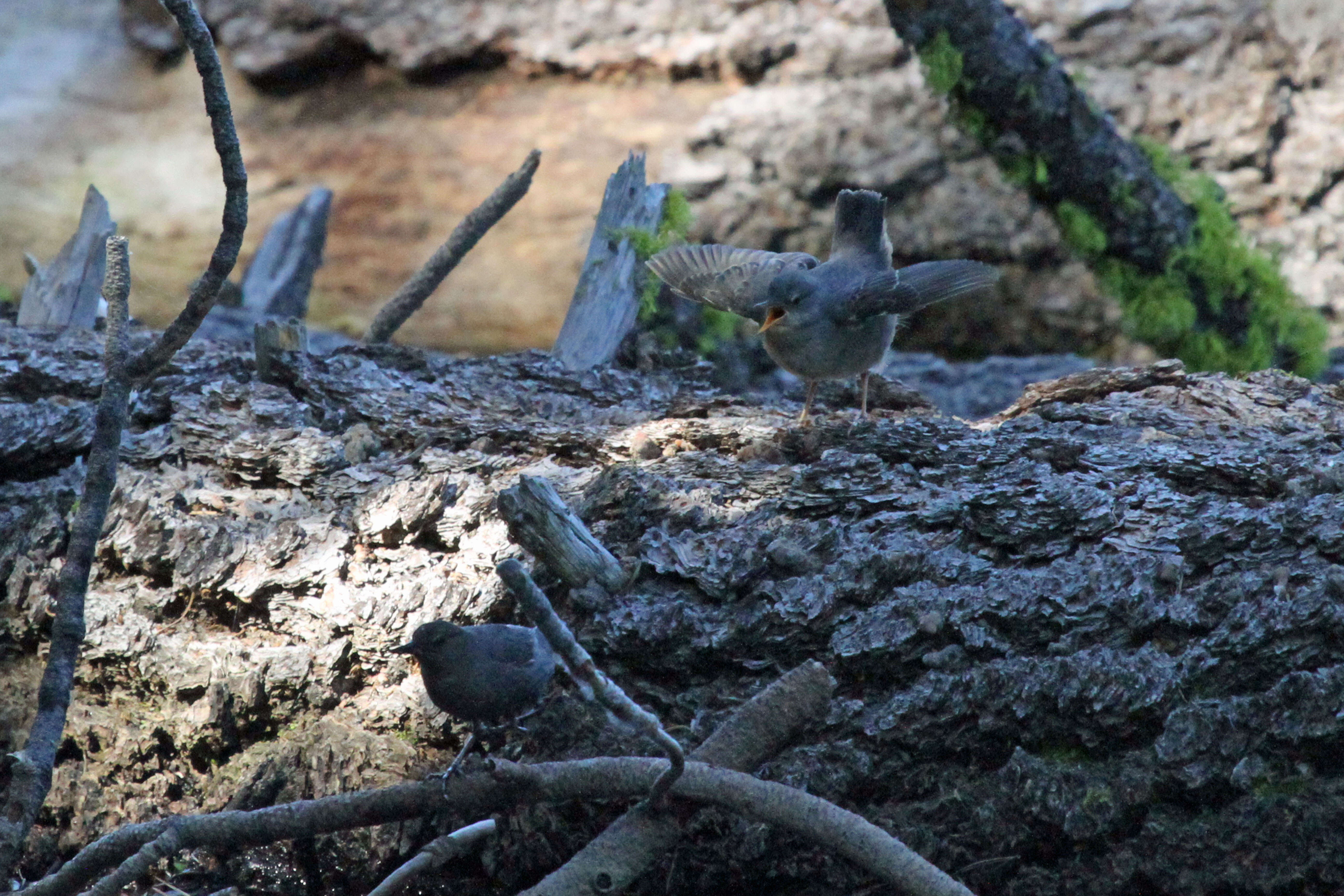 Image of American Dipper