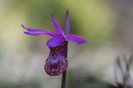 Image of calypso orchid