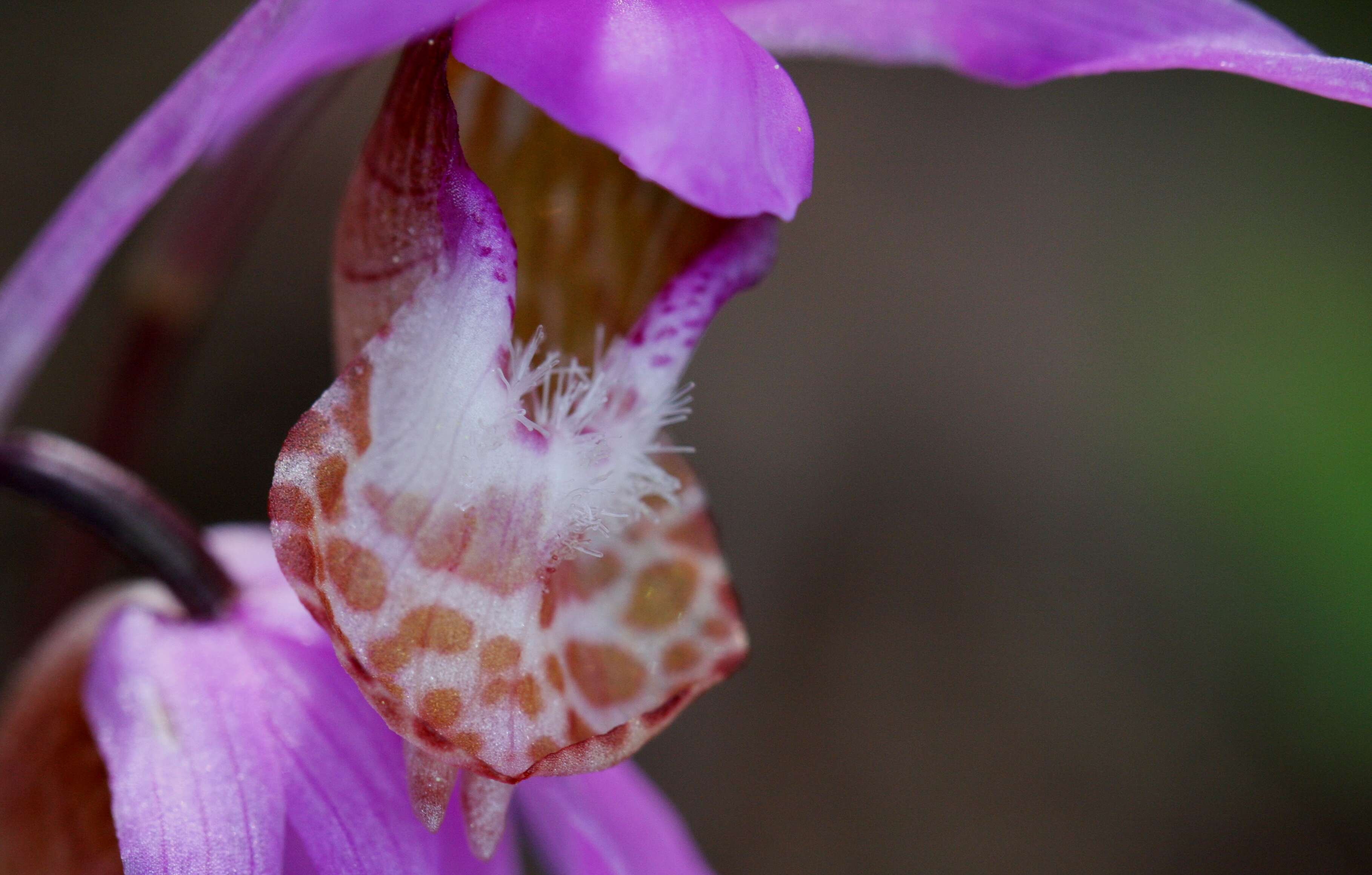 Image of calypso orchid