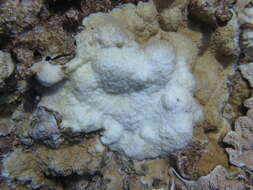 Image of pore coral