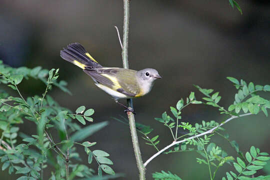 Image of American Redstart