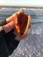 Image of Florida fighting conch