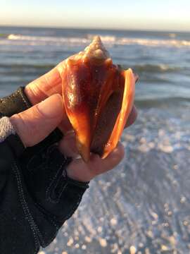 Image of Florida fighting conch