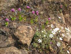 Image of spring blue eyed Mary