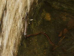 Image of buff striped keelback