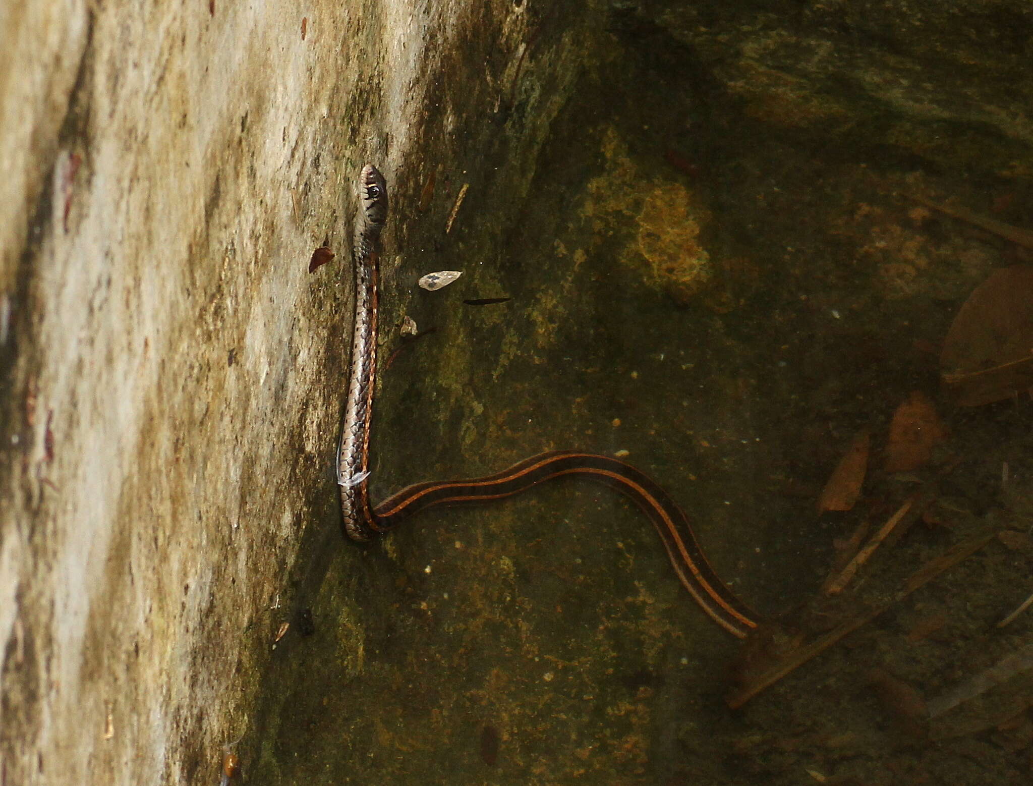 Image of buff striped keelback