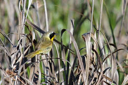 Geothlypis trichas (Linnaeus 1766) resmi