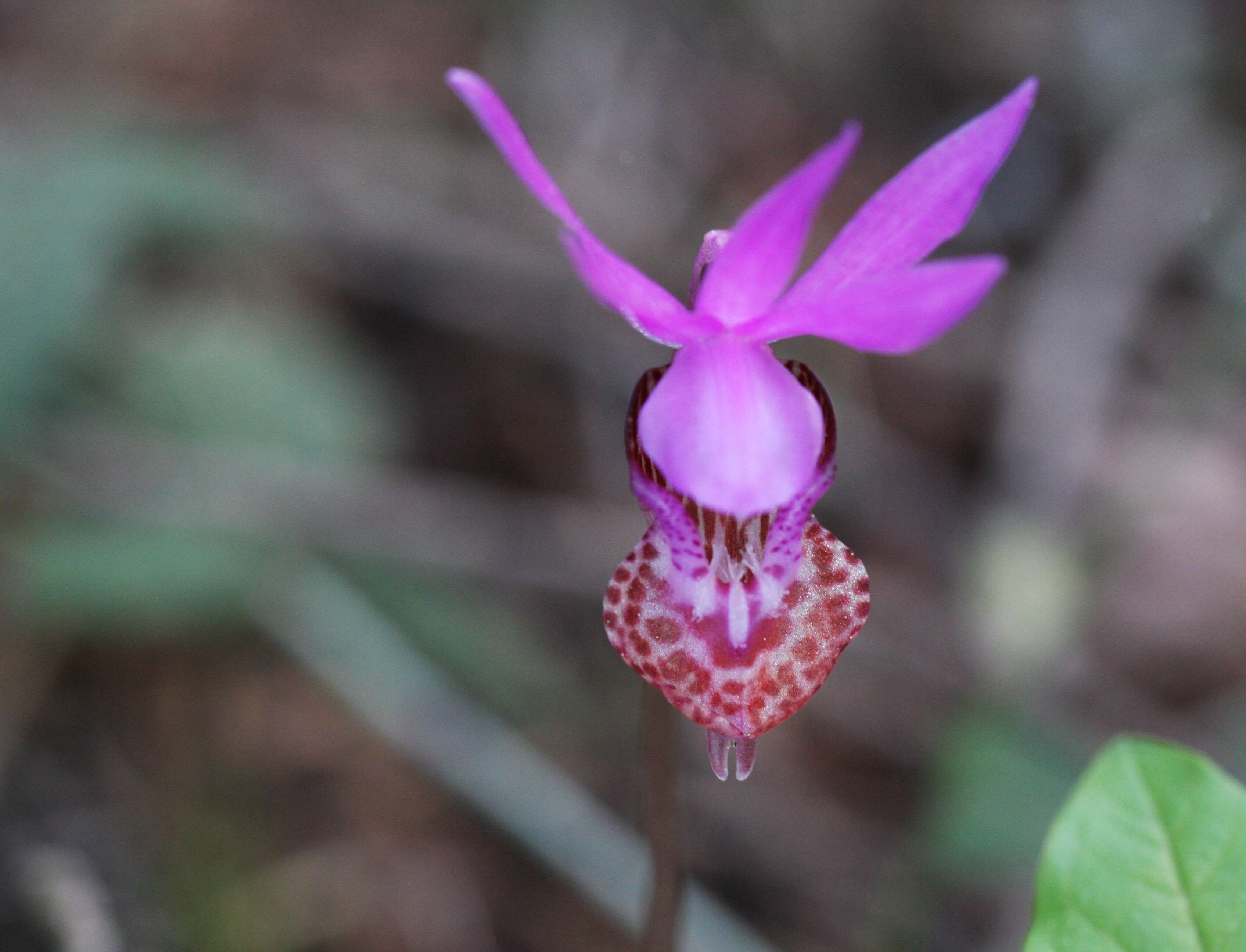 Image of calypso orchid