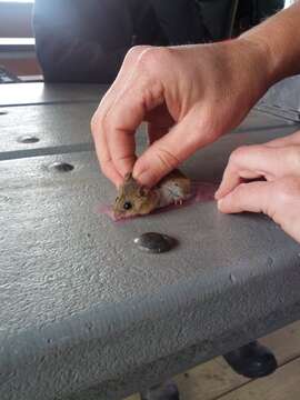 Image of Salt-marsh Harvest Mouse