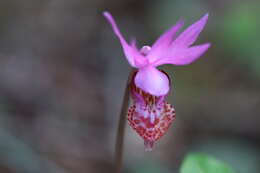 Image of calypso orchid