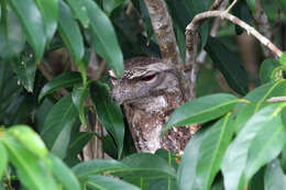 Image of Papuan Frogmouth