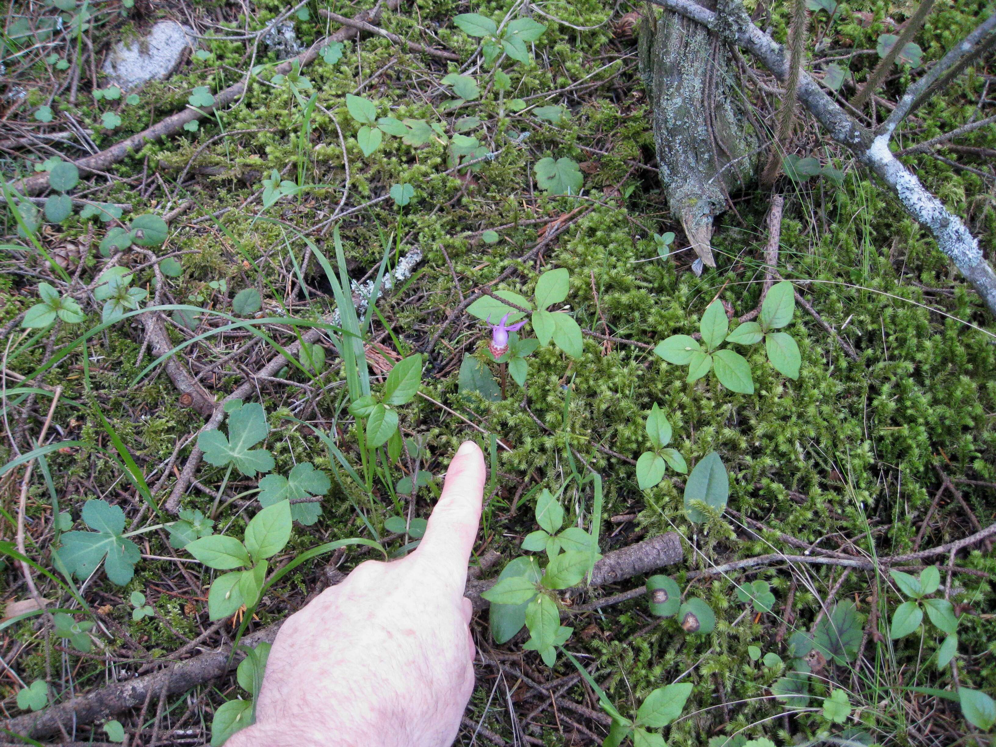 Image of calypso orchid