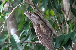 Image of Papuan Frogmouth