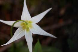 Image of giant white fawnlily