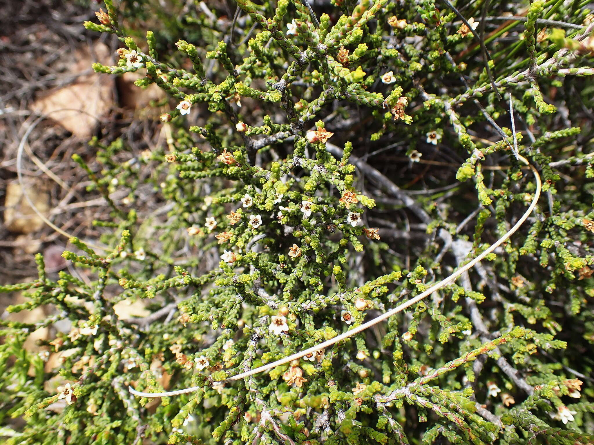 Image of Diosma apetala (Dümmer) I. Williams