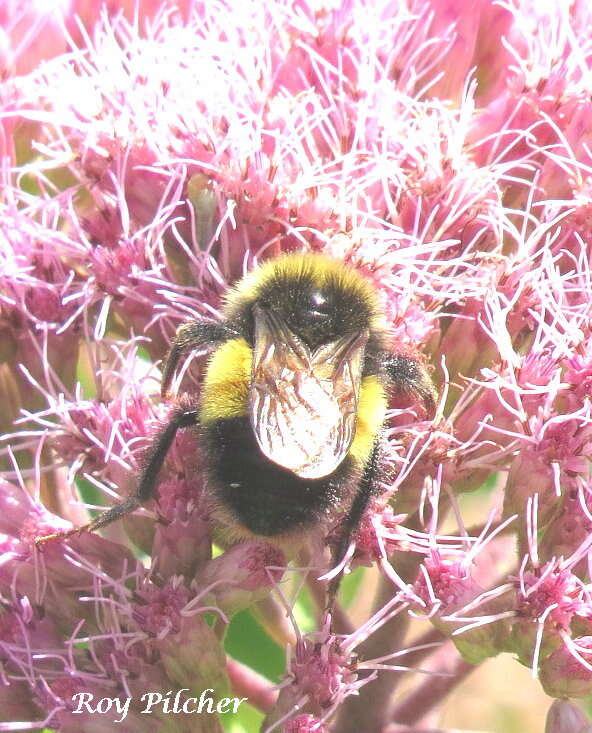 Imagem de Bombus terricola Kirby 1837