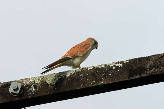 Image of Australian Kestrel