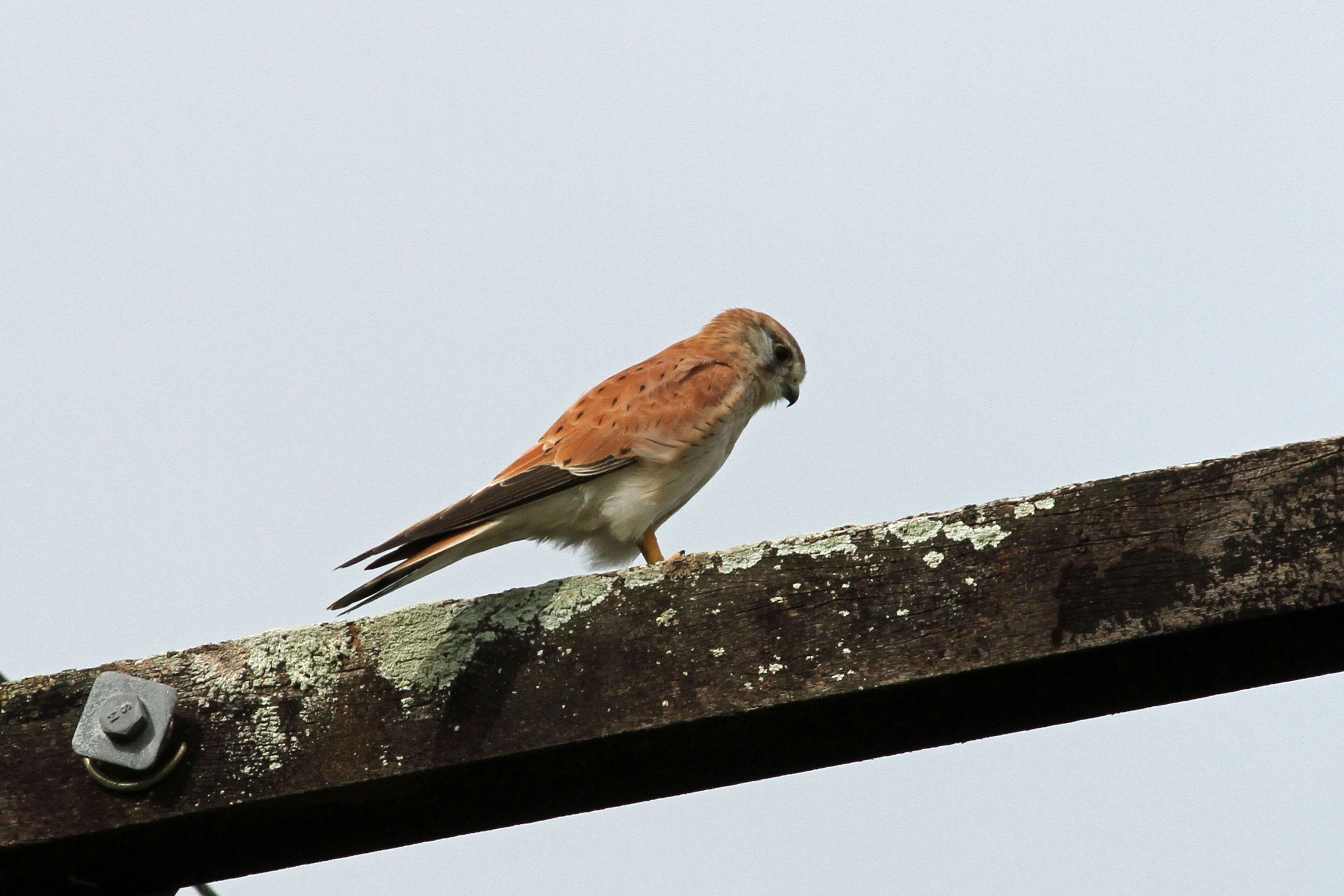 Image of Australian Kestrel