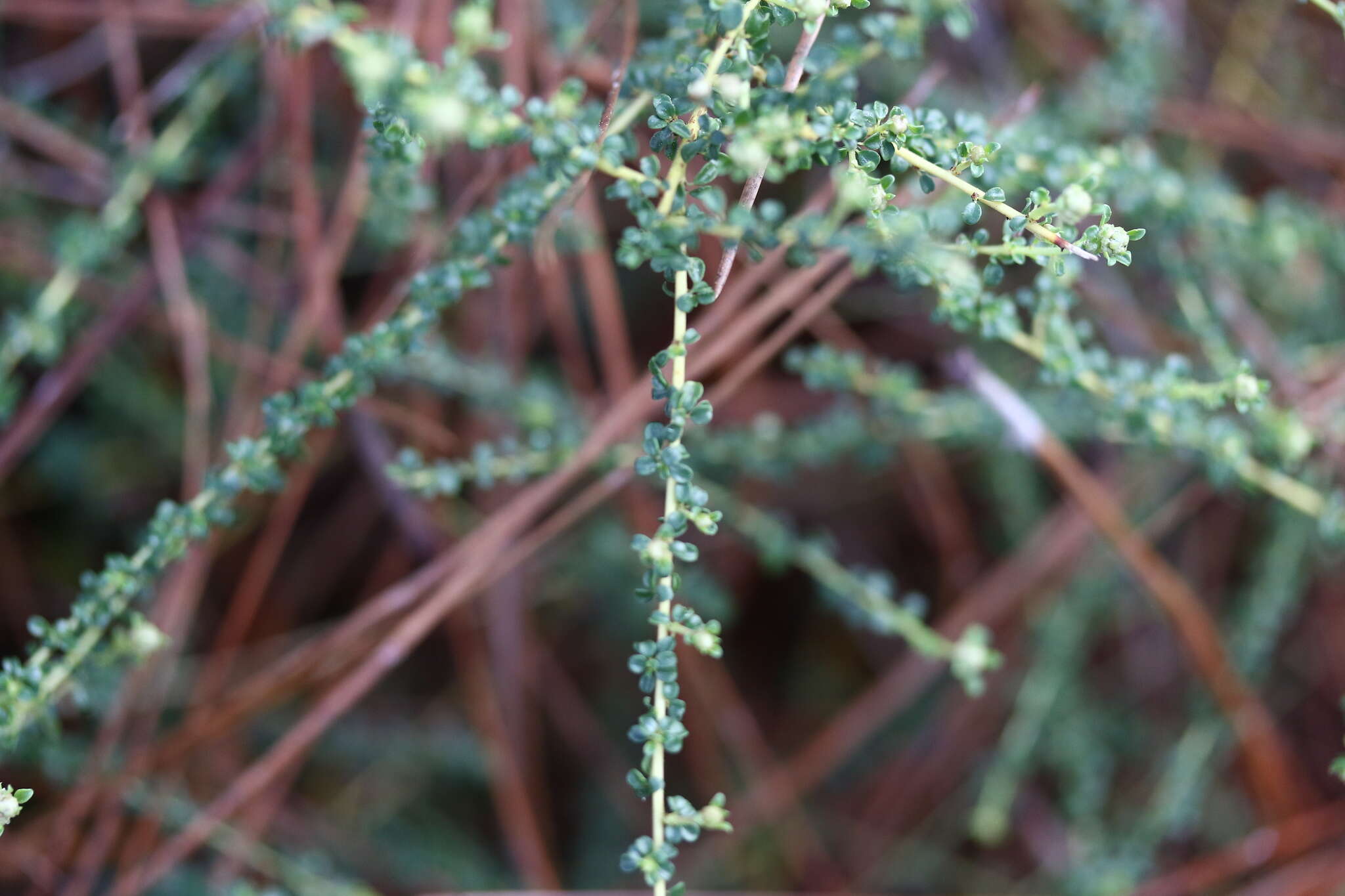 Image of littleleaf buckbrush