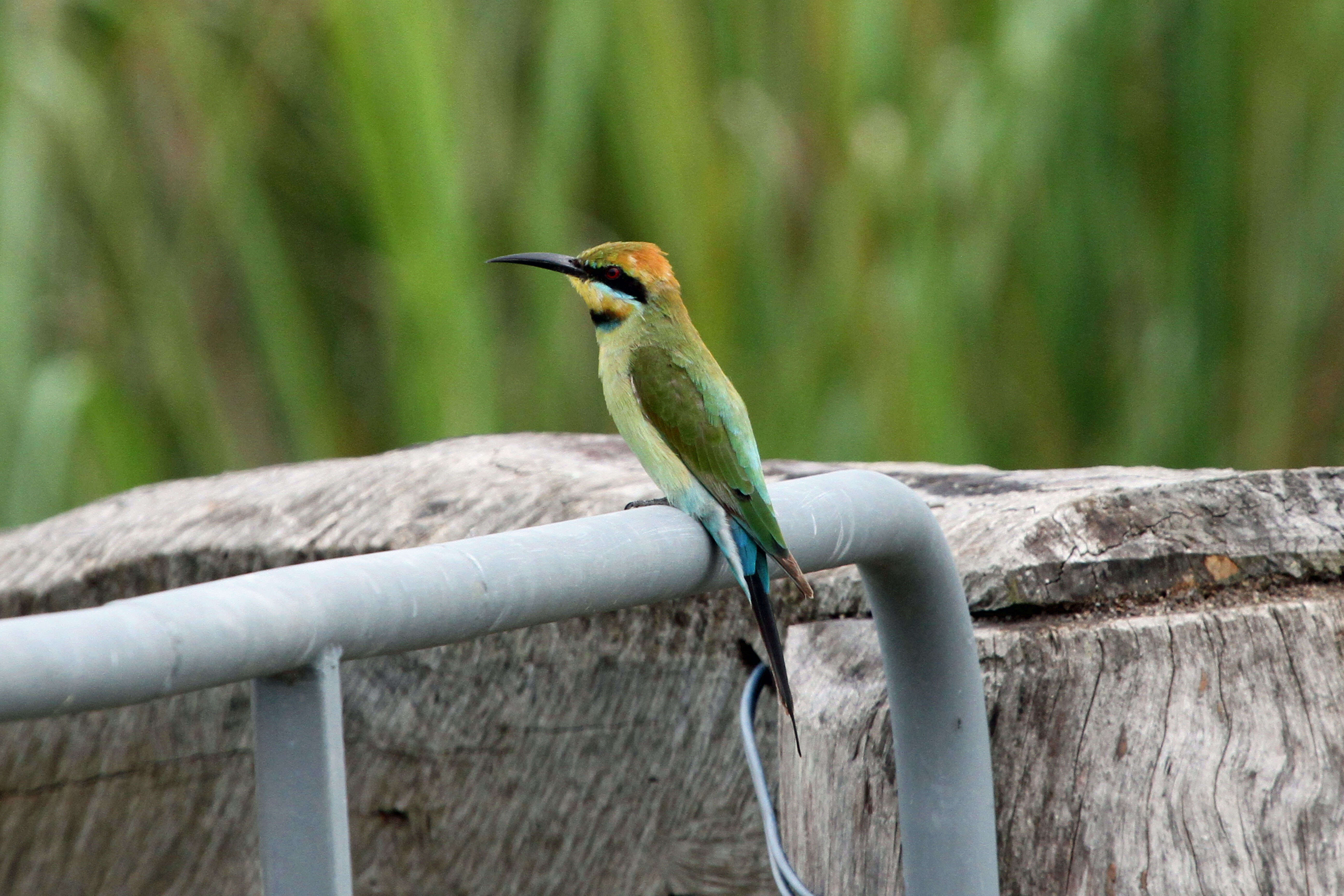 Image of Rainbow Bee-eater