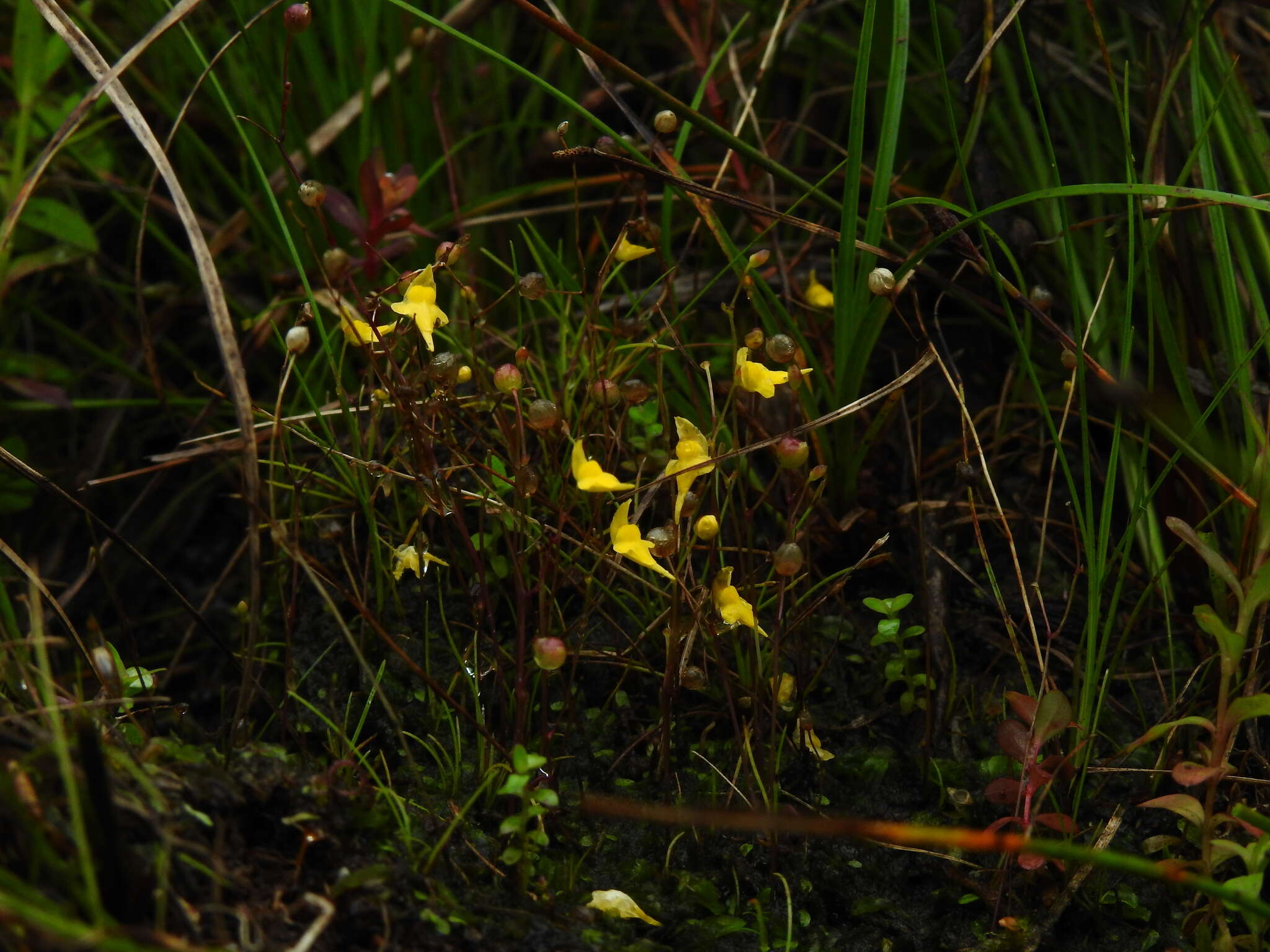 Image de Utricularia pusilla Vahl