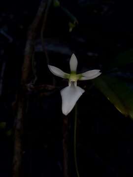 Image of Neobathiea grandidierana (Rchb. fil.) Garay