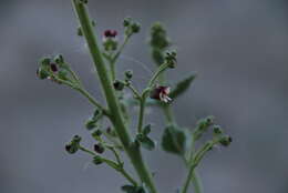 Image of Scrophularia canescens Bong.