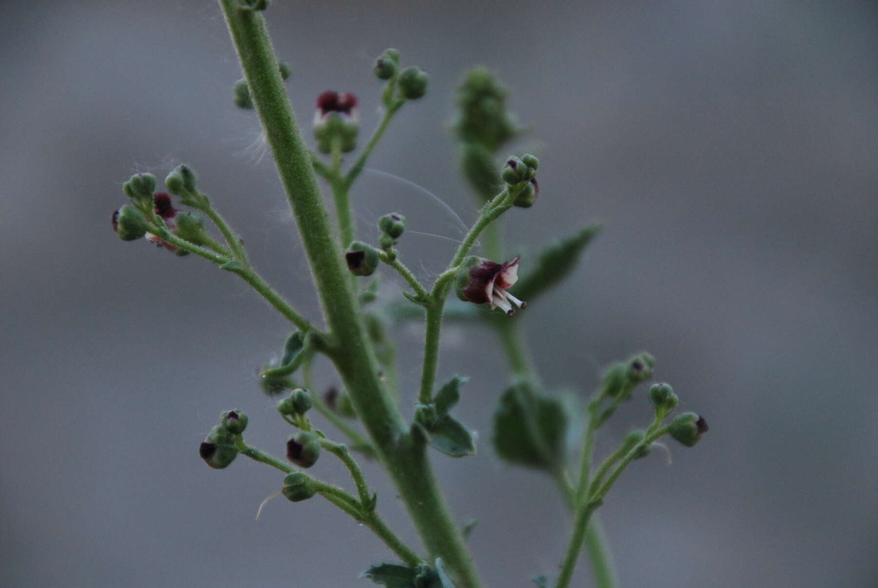 Image of Scrophularia canescens Bong.