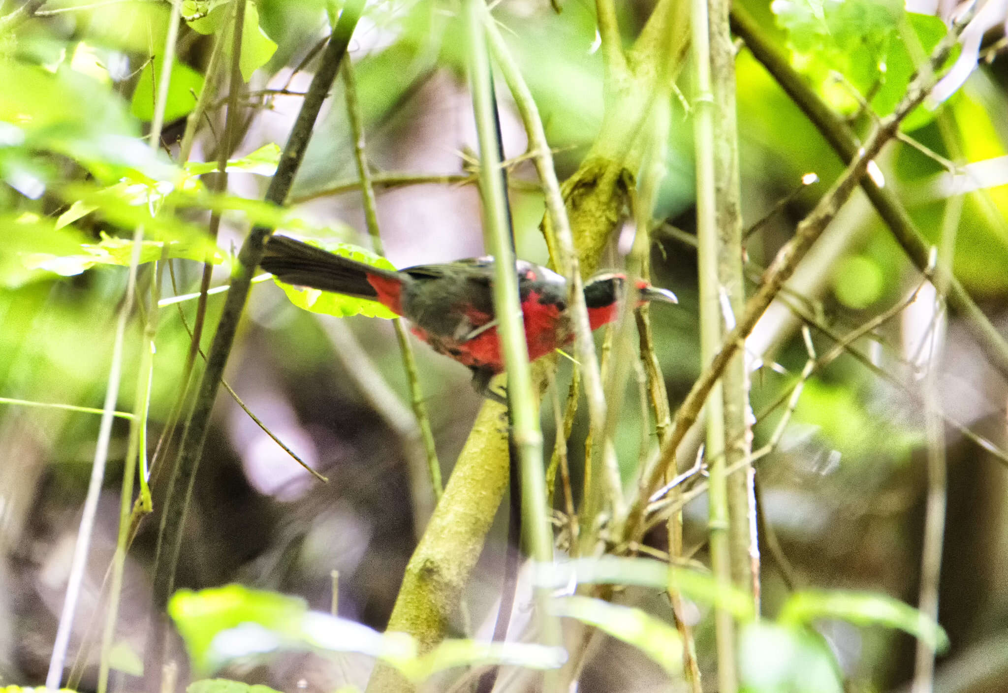 Image de Rhodinocichlidae