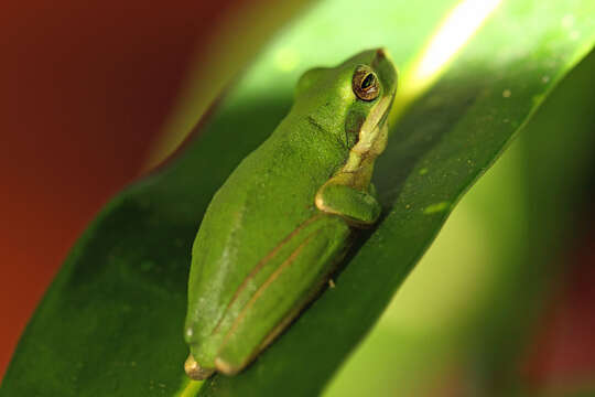 Image of Eastern Dwarf Tree Frog