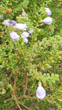 Image of Eremophila weldii F. Muell.