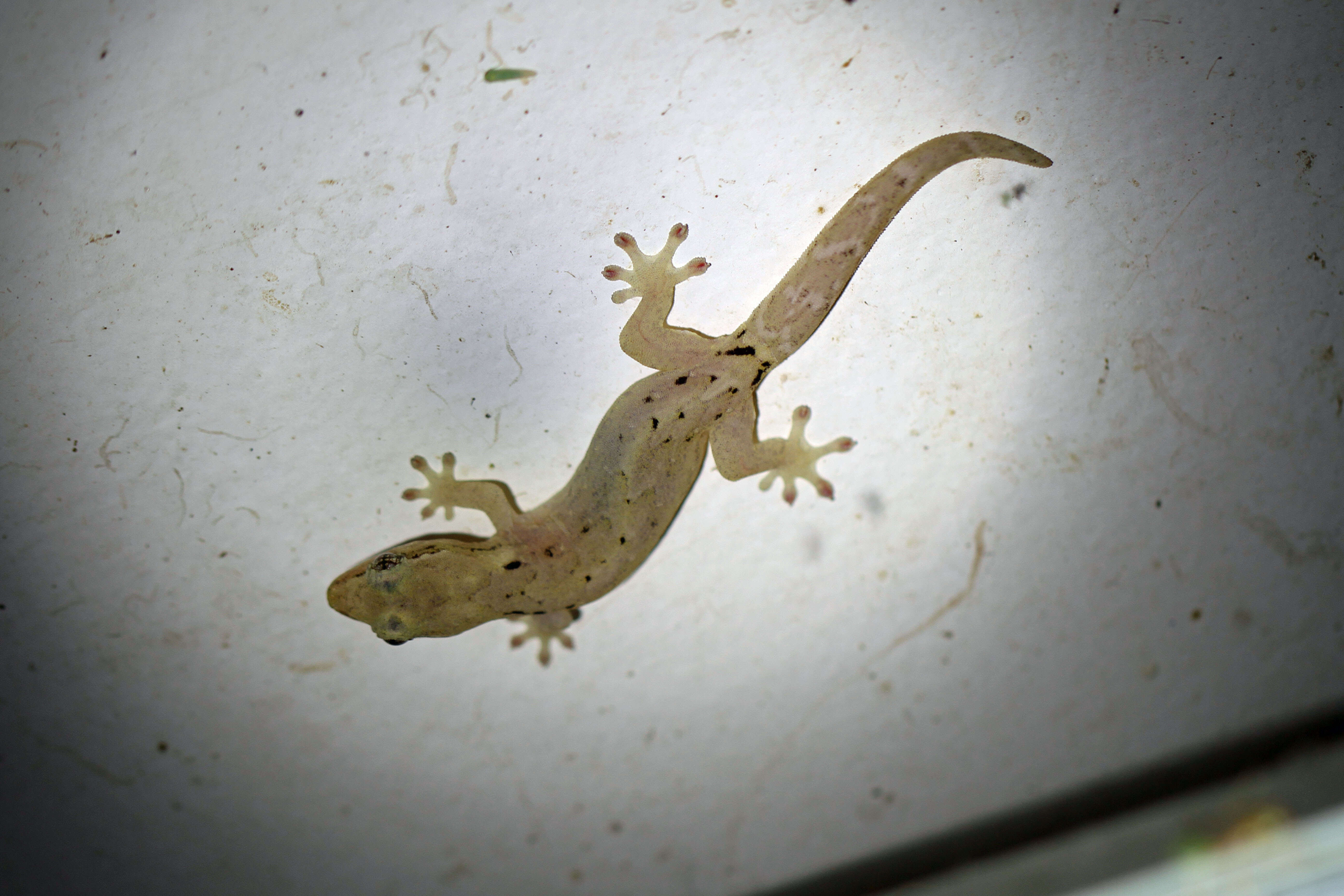 Image of Common Smooth-Scaled Gecko