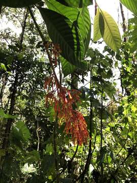 Image de Palicourea sodiroi Standl.