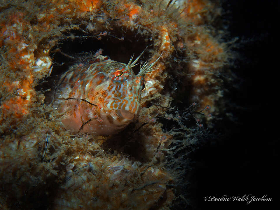 Plancia ëd Hypleurochilus pseudoaequipinnis Bath 1994