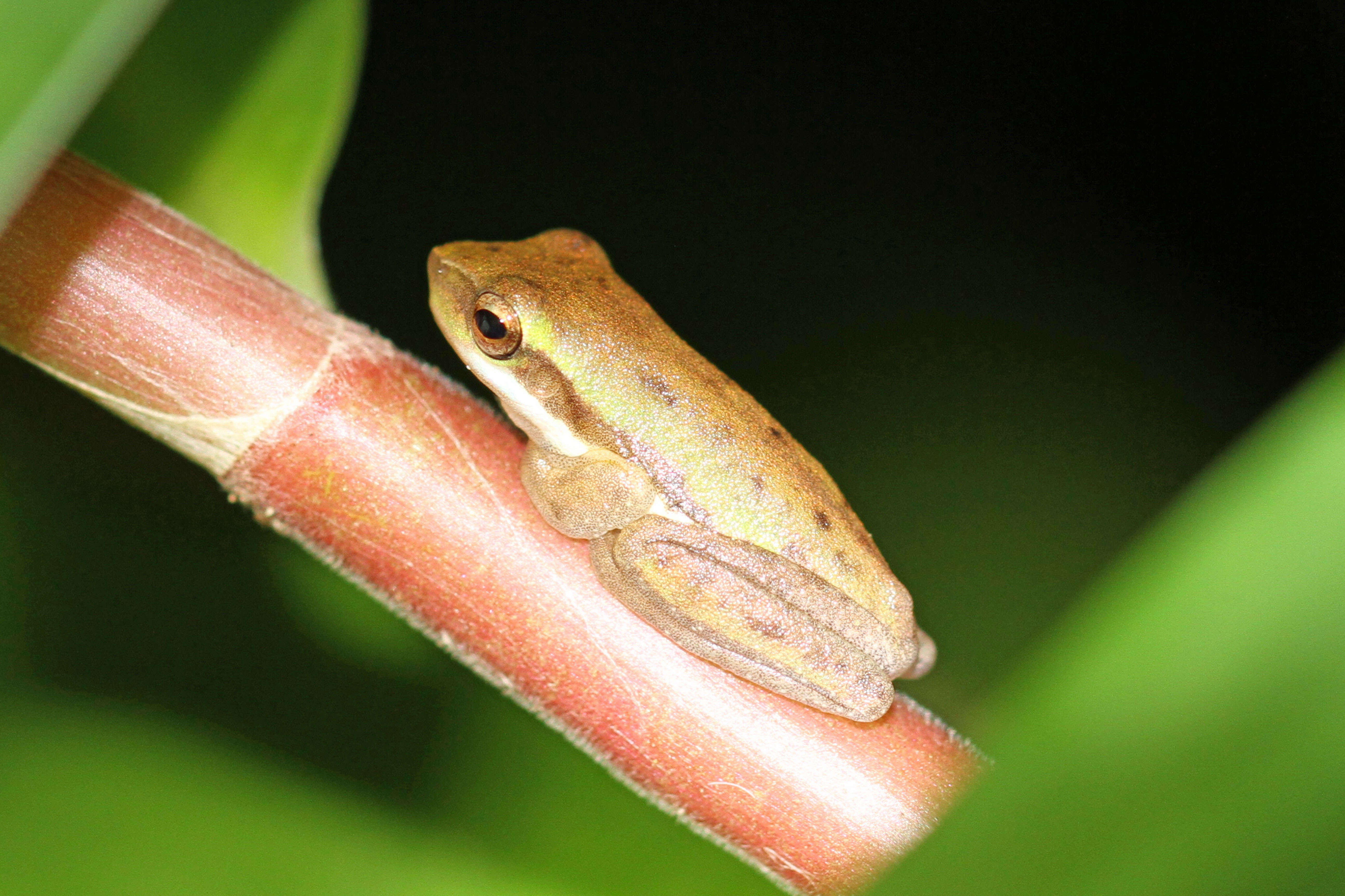 Image of Green Reed Frog