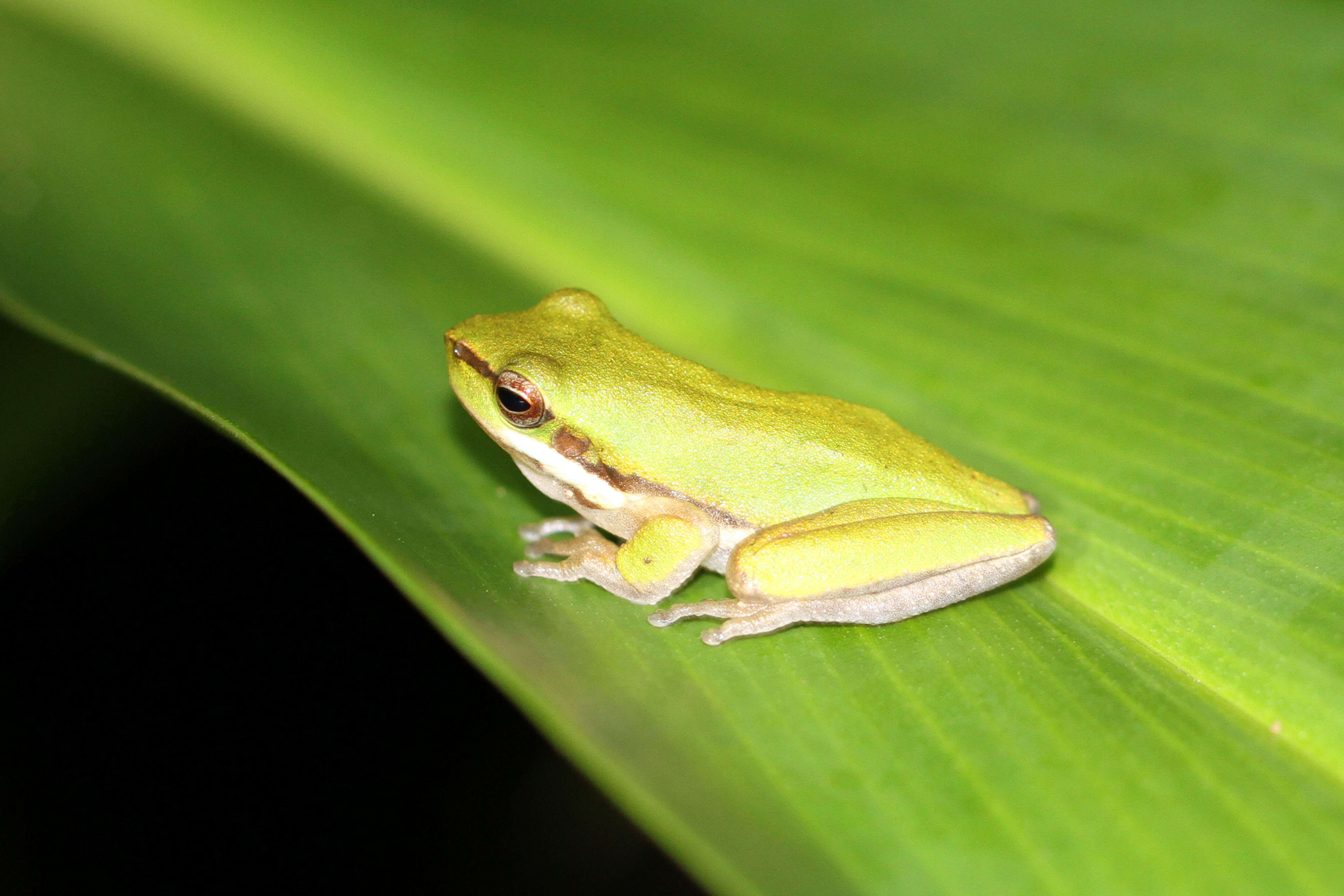 Image of Eastern Dwarf Tree Frog