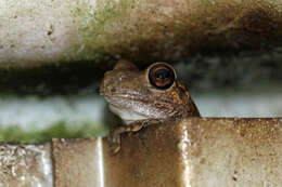 Imagem de Litoria rubella (Gray 1842)